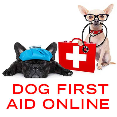 dog first aid image